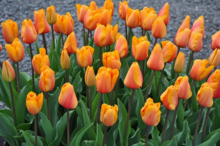 Orange Tulips Closeup