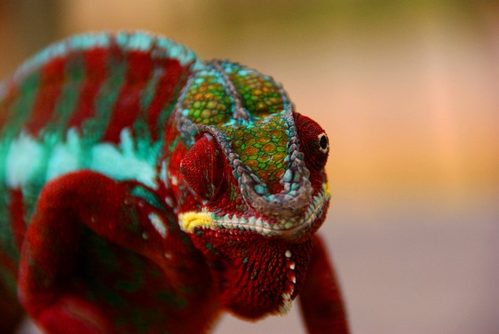 Closeup of a colorful chameleon