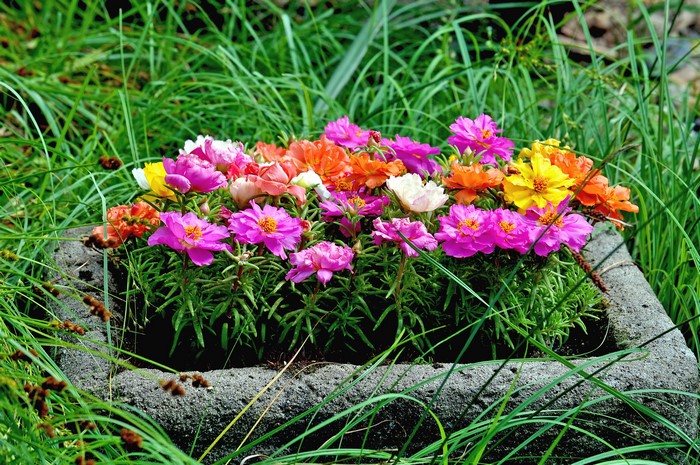 Colorful Portulaca Flowers in a Stone Planter