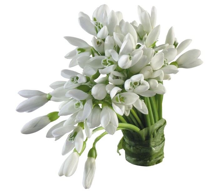 Bouquet of white snowdrops tied with green leaves