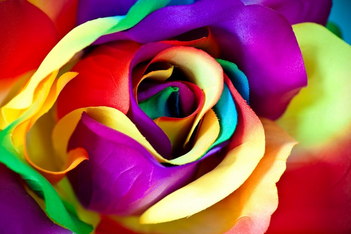4K Multicolor Rose Closeup Macro