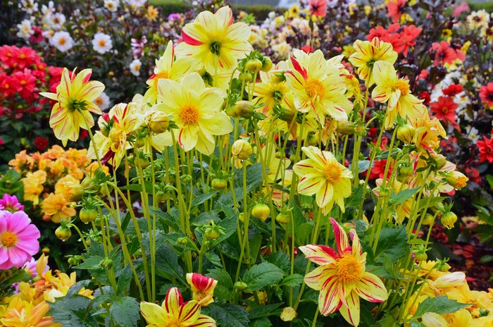 Yellow Dahlias with Red Stripes