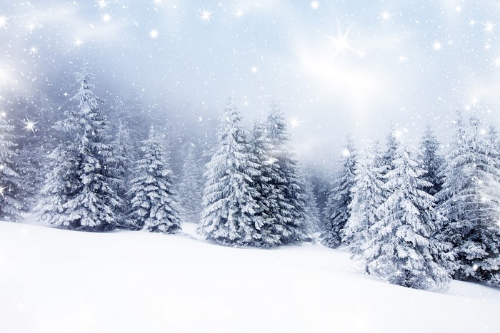 Winter forest with snow and stars