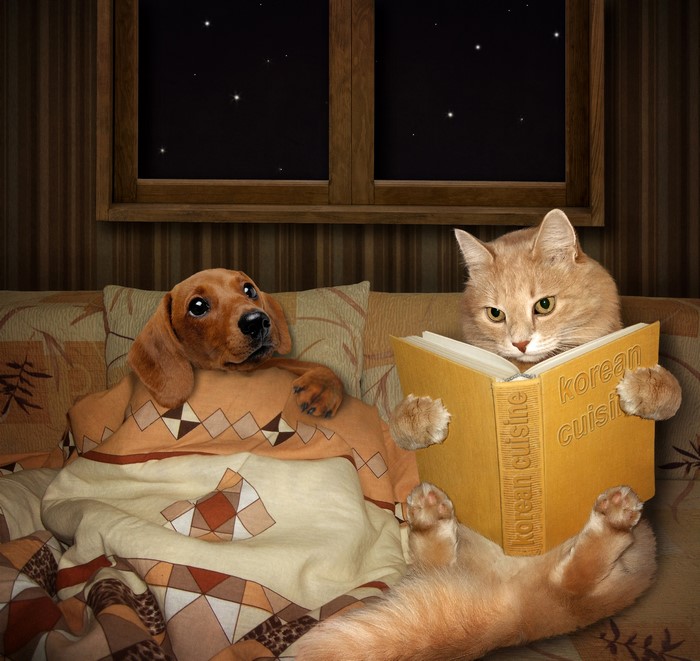 Dog and Cat Reading a Book in Bed