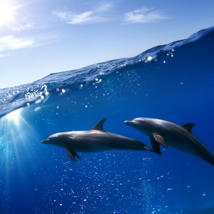 Two dolphins swimming underwater