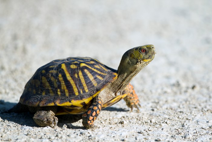 Box Turtle on Gravel Path