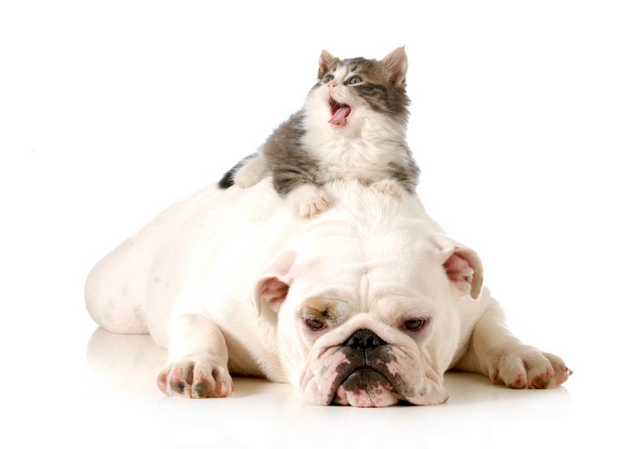 Kitten yawning on a bulldog