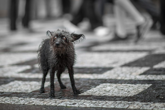 A wet, black dog stands on a patterned sidewalk