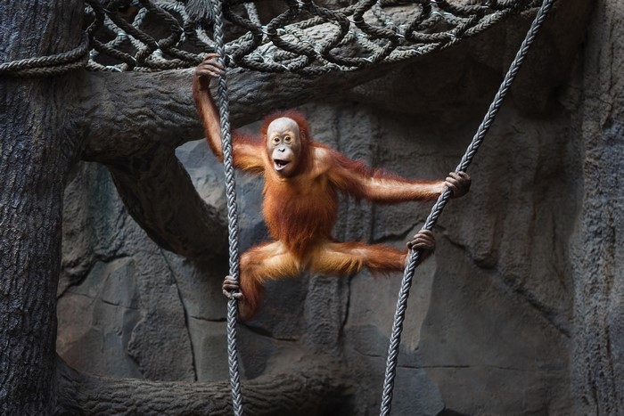 Young orangutan swinging on ropes