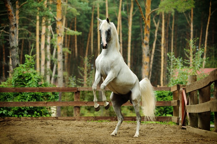 White horse rearing up in a fenced enclosure