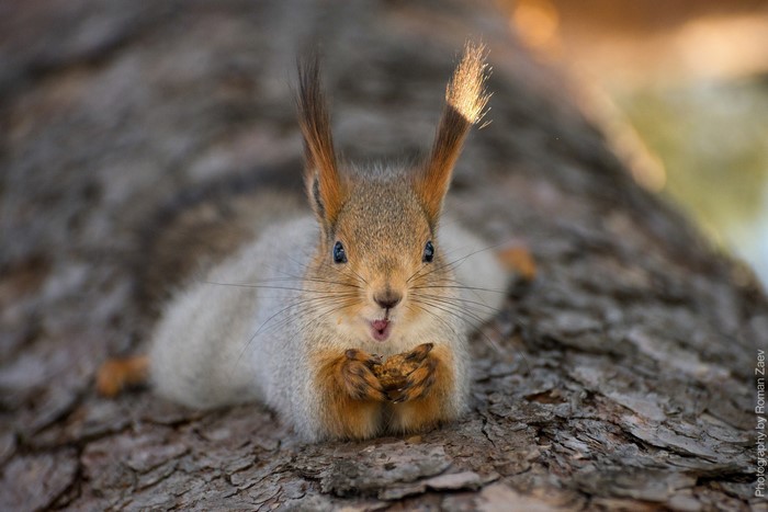 A squirrel eating a nut on a tree trunk