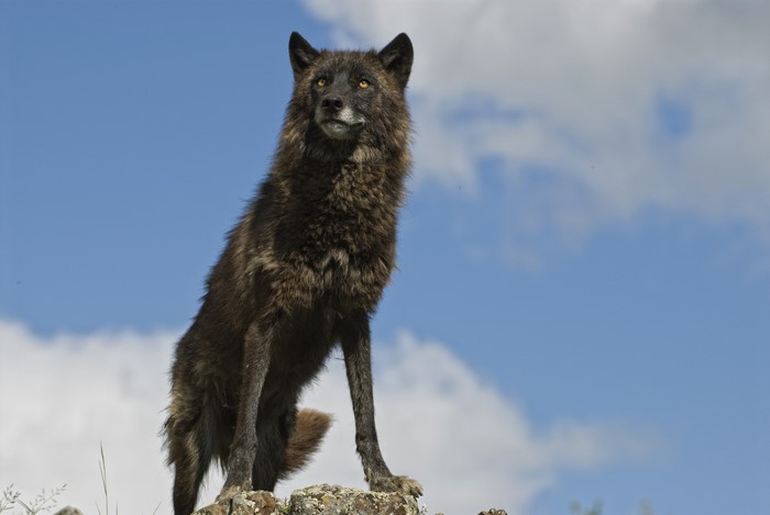 Black wolf sitting on rocks under blue sky