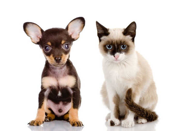 Puppy and Siamese Cat on White Background