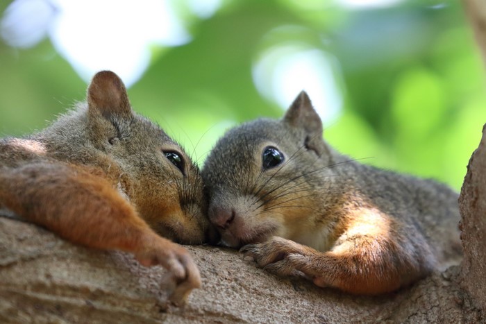 Two Squirrels Resting on a Tree Branch
