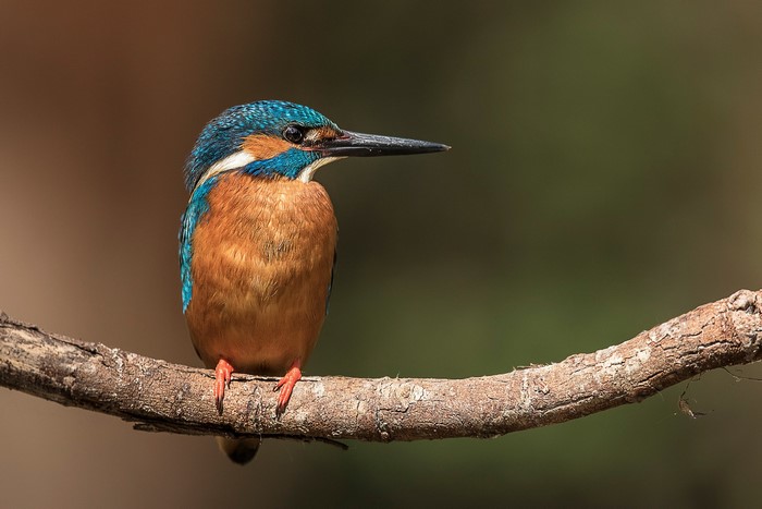 Common Kingfisher perched on a branch