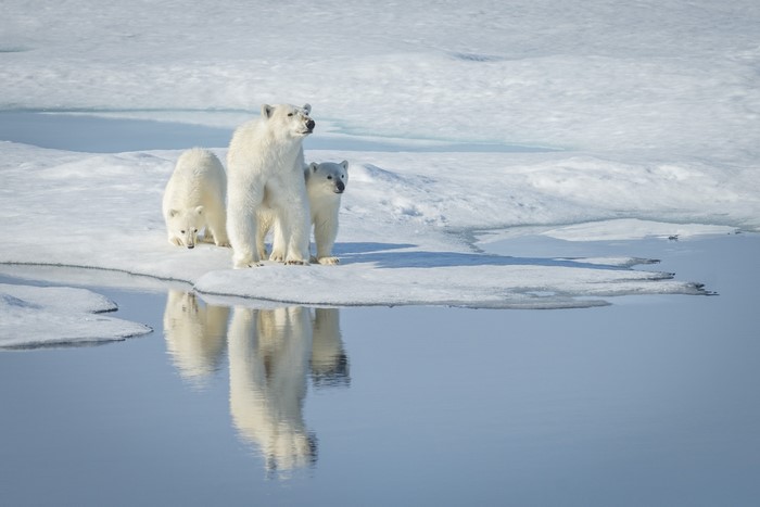 Polar bears and cubs on ice floe with reflection