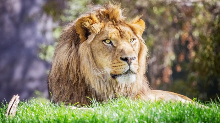 Lion with a mane lying on grass