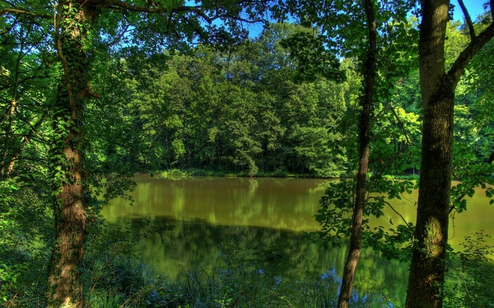 Forest lake with trees and reflections