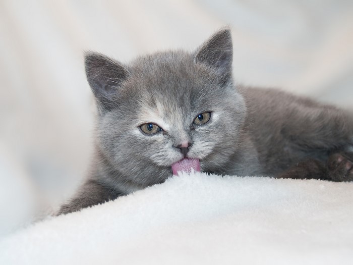 A grey kitten licking its paw on a white blanket