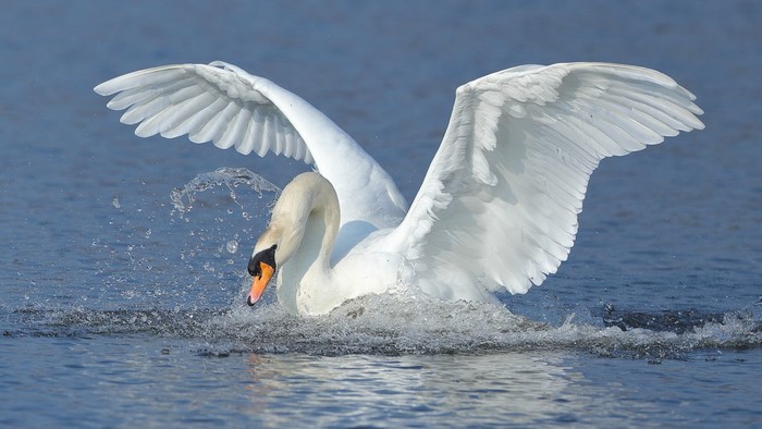 A white swan with wings spread in water
