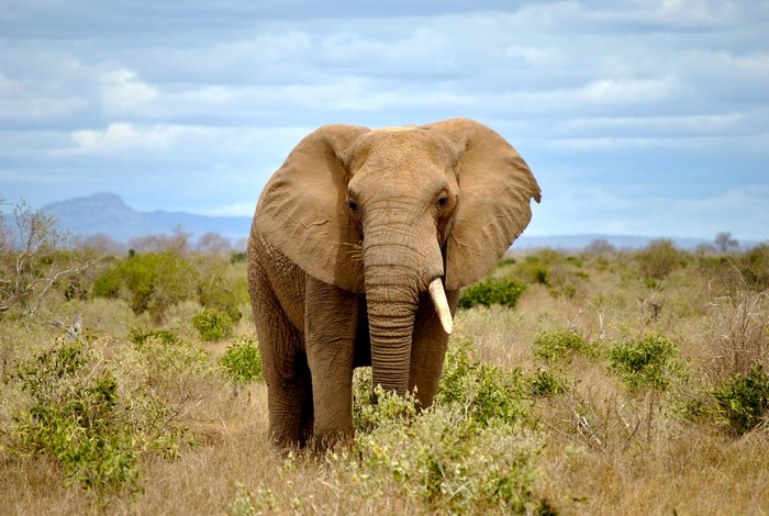 Elephant in a savanna landscape