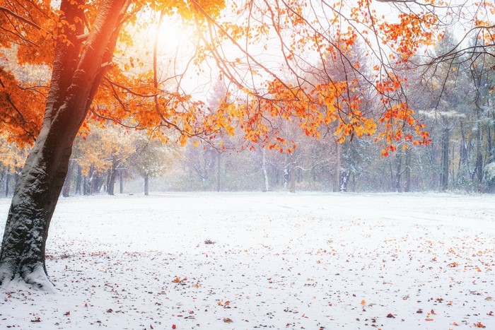 4K Winter Trees with Snow and Autumn Leaves