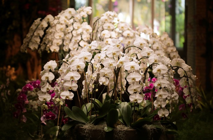 Many White and Pink Orchids