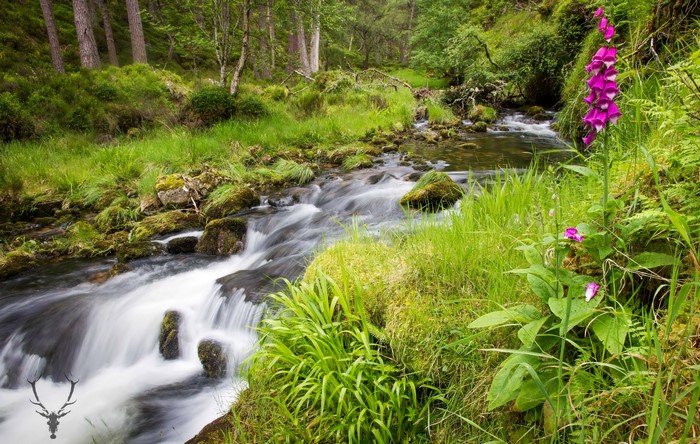 Cairngorms National Park Scotland Stream and Foxglove Flowers