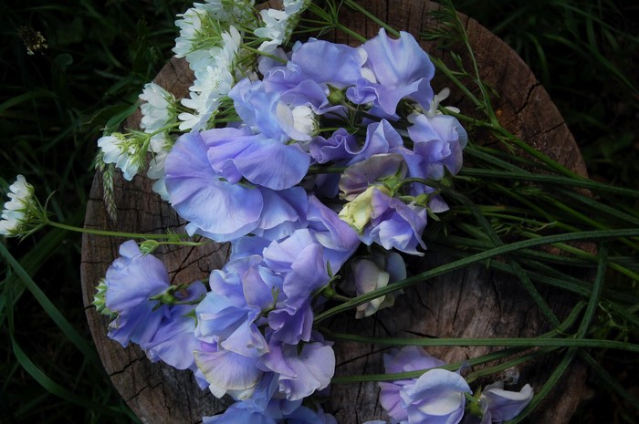 Blue and white flowers on a tree stump