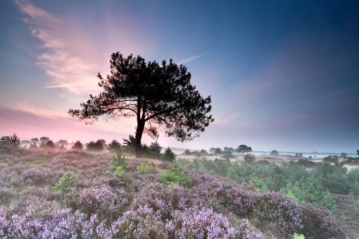 Heather field with a lone tree at sunrise