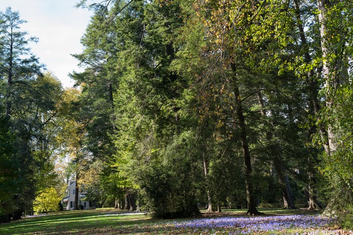 Longwood Gardens Pennsylvania USA Trees