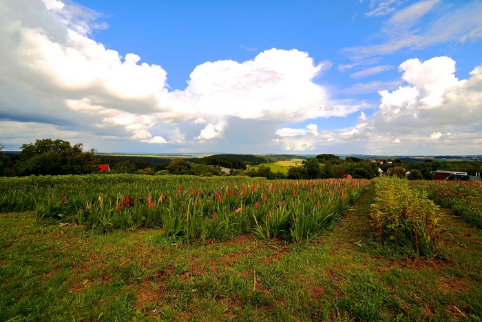 Field of flowers under a cloudy sky