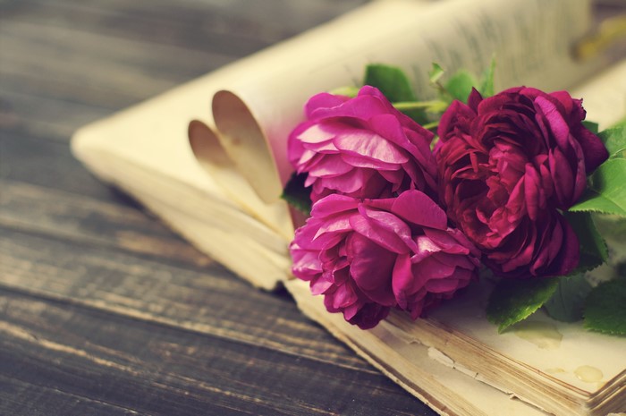 Three pink roses on an open book