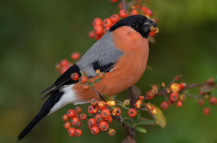 Bullfinch eating berries on a branch