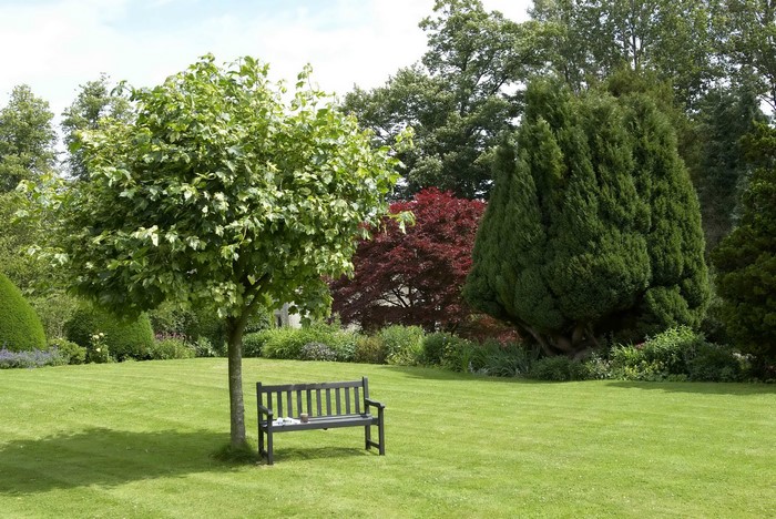 Park with trees and a bench on a lawn