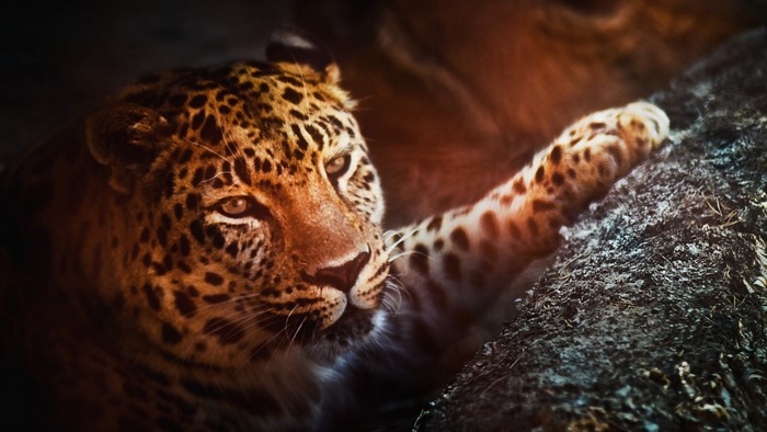 Leopard resting on a rock