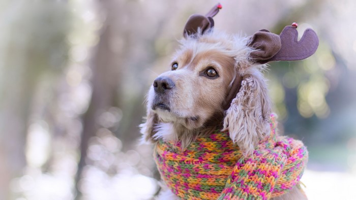 Dog wearing reindeer antlers and a scarf