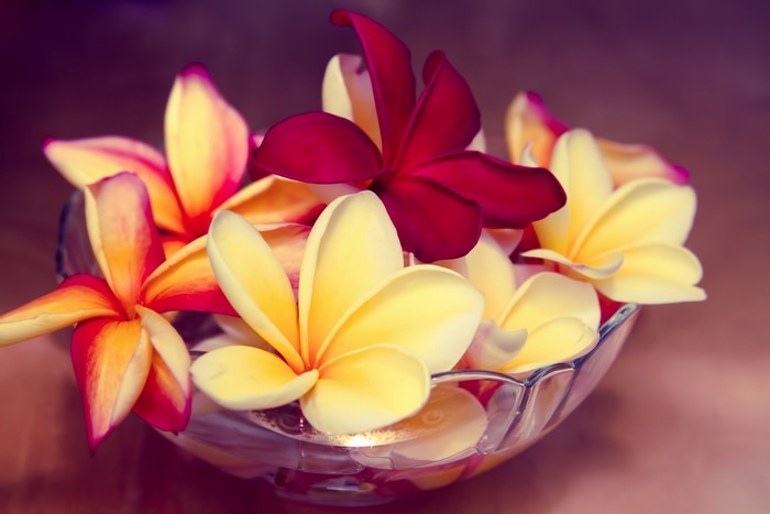 Plumeria flowers in a glass bowl