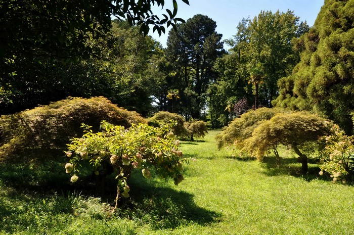 Batumi Botanical Garden in Georgia with trees and grass