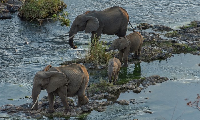 Elephants and cubs crossing a river