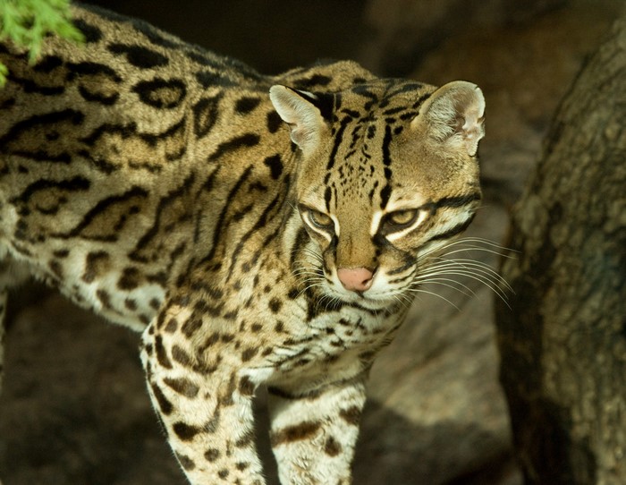 Ocelot standing in rocky terrain