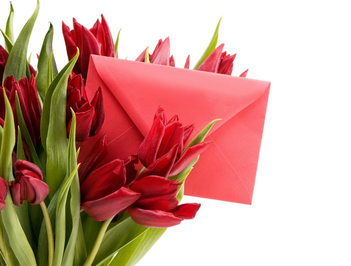 Red Tulips and Red Envelope on White Background