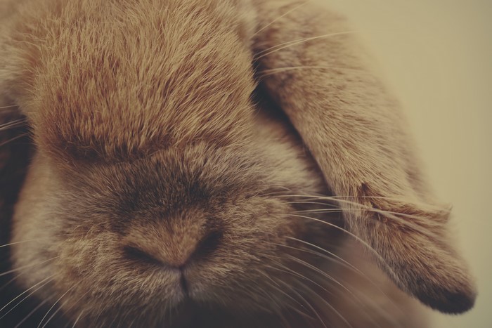 Macro shot of a brown rabbit's face