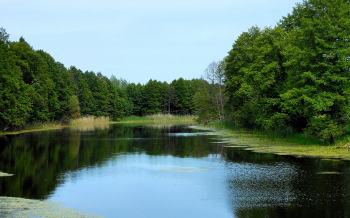 A tranquil lake surrounded by lush green trees under a clear sky.
