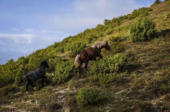 Two horses on a grassy hillside with shrubs