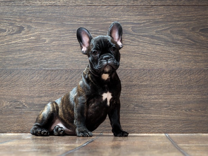 Brindle French Bulldog puppy sitting on wooden floor