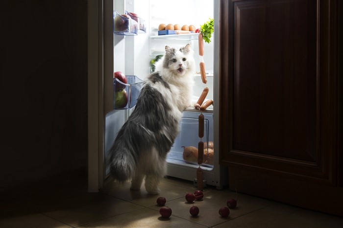 Cat looking into an open refrigerator with sausages