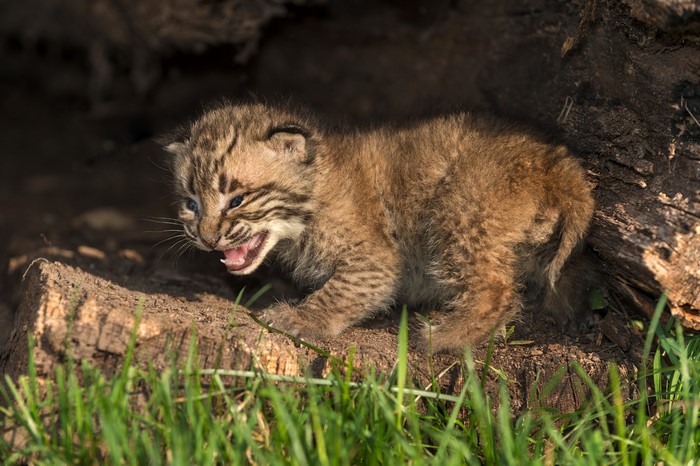 4K Bobcat Cub in Natural Habitat