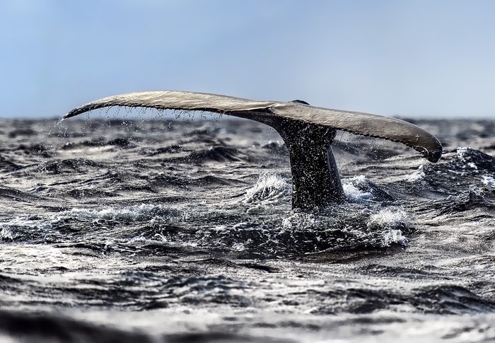 Whale tail emerging from choppy ocean water