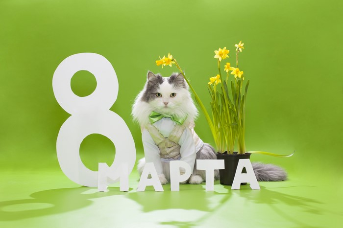 Cat with daffodils and 8 March sign
